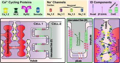 Cardiac Arrhythmias as Manifestations of Nanopathies: An Emerging View